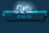 Insects